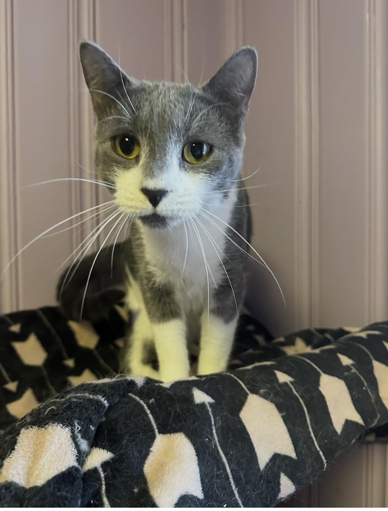 Enlarge Peeka, a ADOPTABLE Domestic Short Hair in West Pittston, PA image 3/3