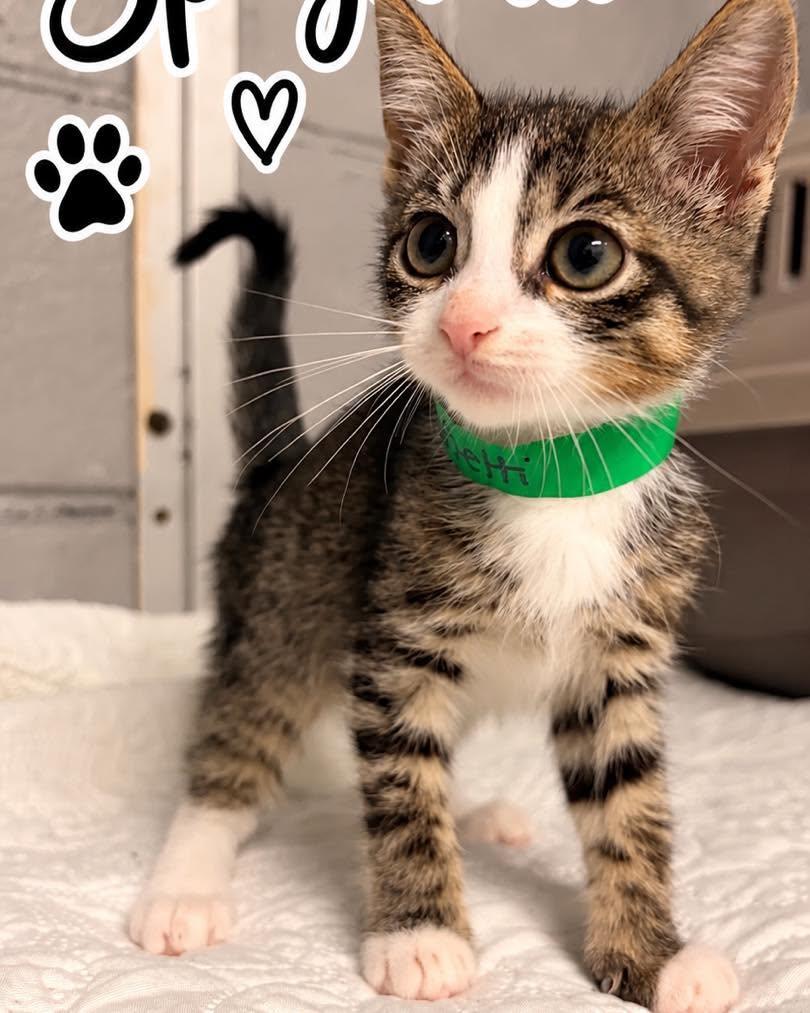 Enlarge Spaghetti, a Adopted Domestic Short Hair in Rock Hill, NY image 2/2