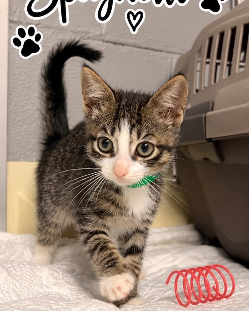Enlarge Spaghetti, a Adopted Domestic Short Hair in Rock Hill, NY image 1/2