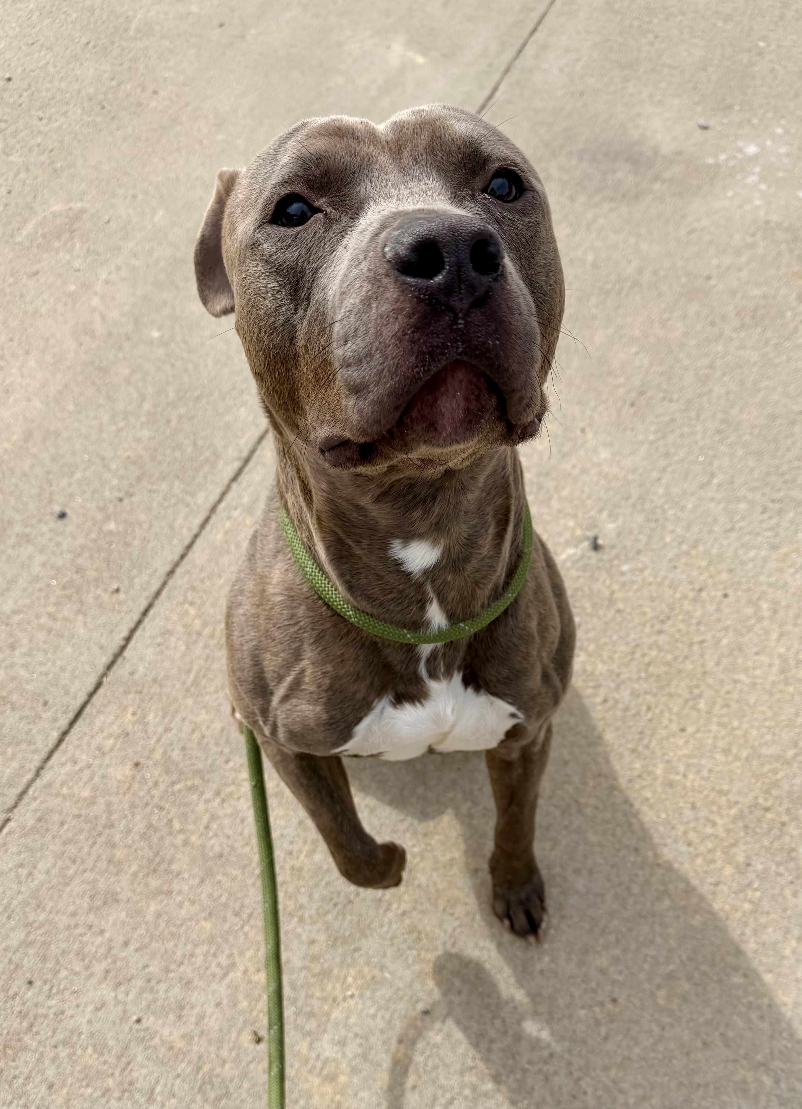 Enlarge Pixel, a ADOPTABLE mixed breed in Lancaster, SC image 4/5