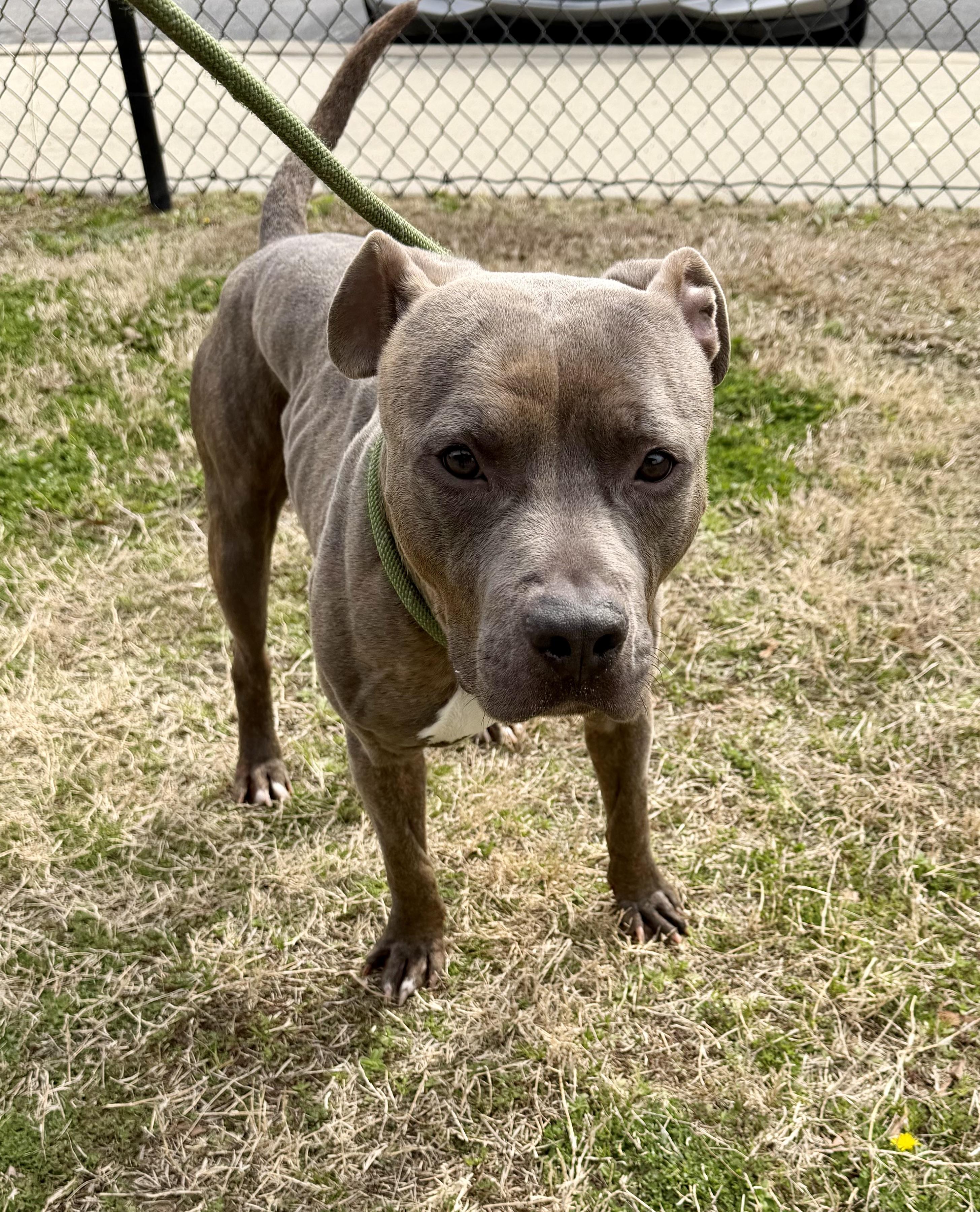 Enlarge Pixel, a ADOPTABLE mixed breed in Lancaster, SC image 3/5