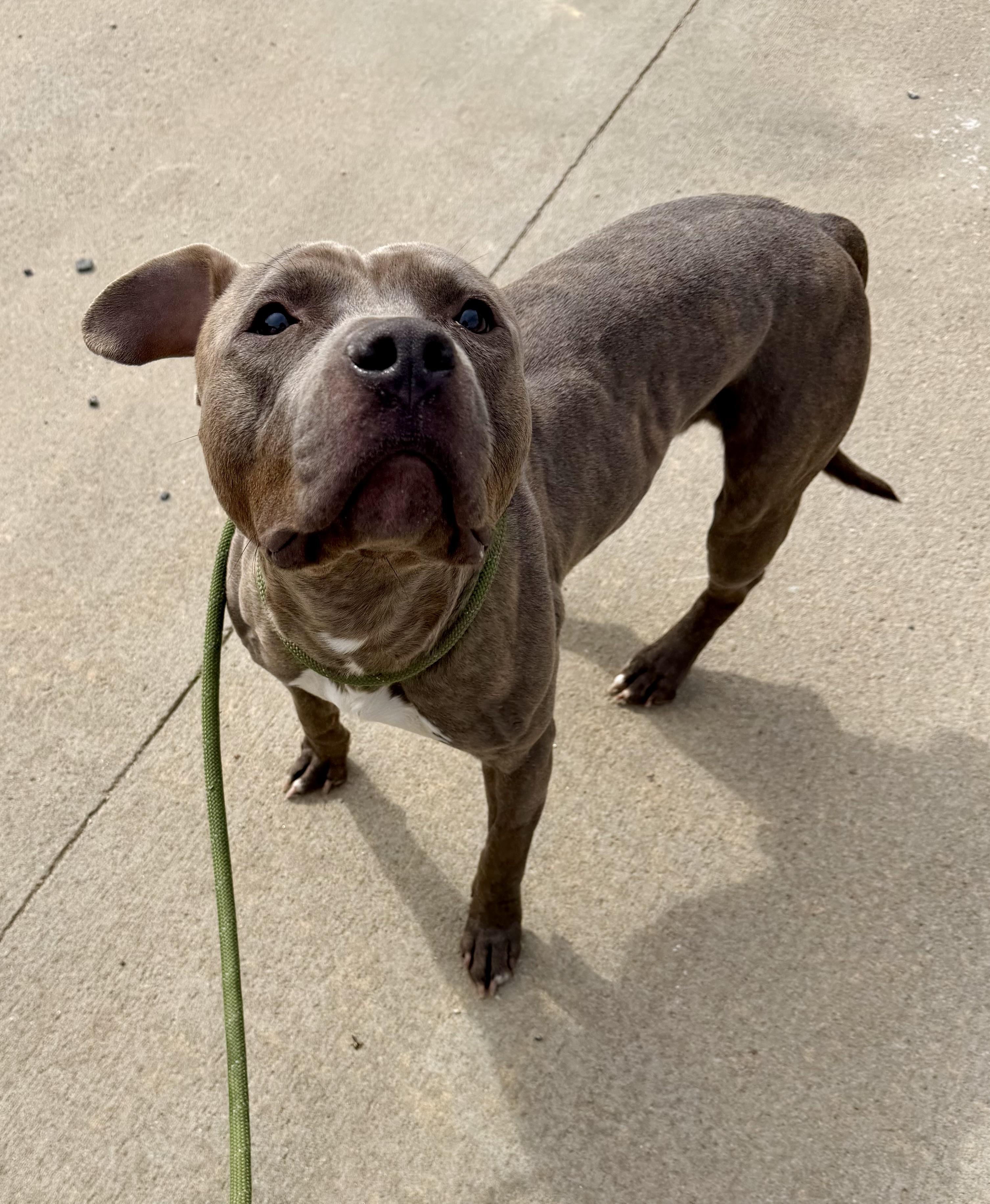 Enlarge Pixel, a ADOPTABLE mixed breed in Lancaster, SC image 5/5