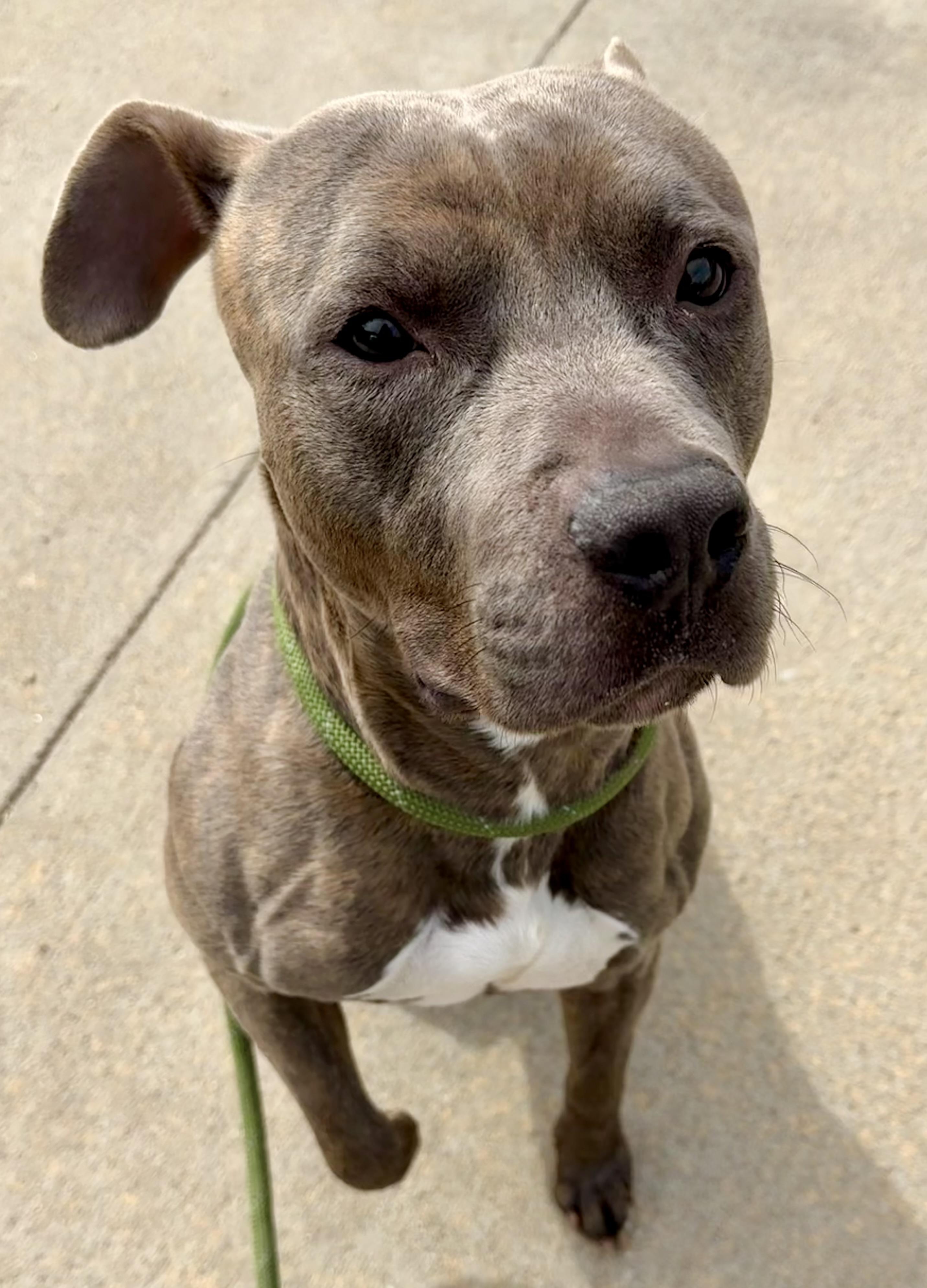 Pixel, ADOPTABLE, Adult Male Terrier.