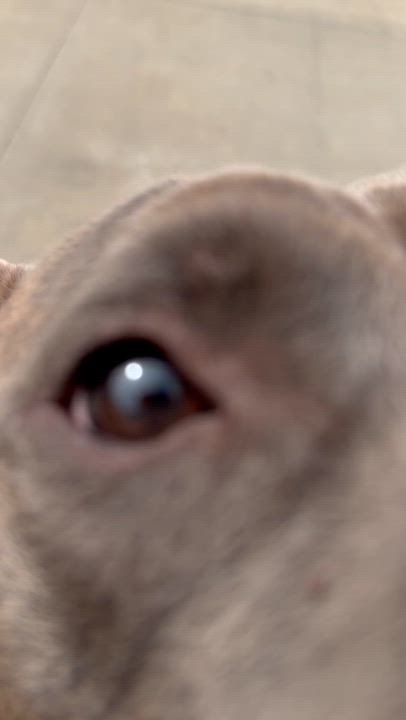 Enlarge Pixel, a ADOPTABLE mixed breed in Lancaster, SC video 2/5