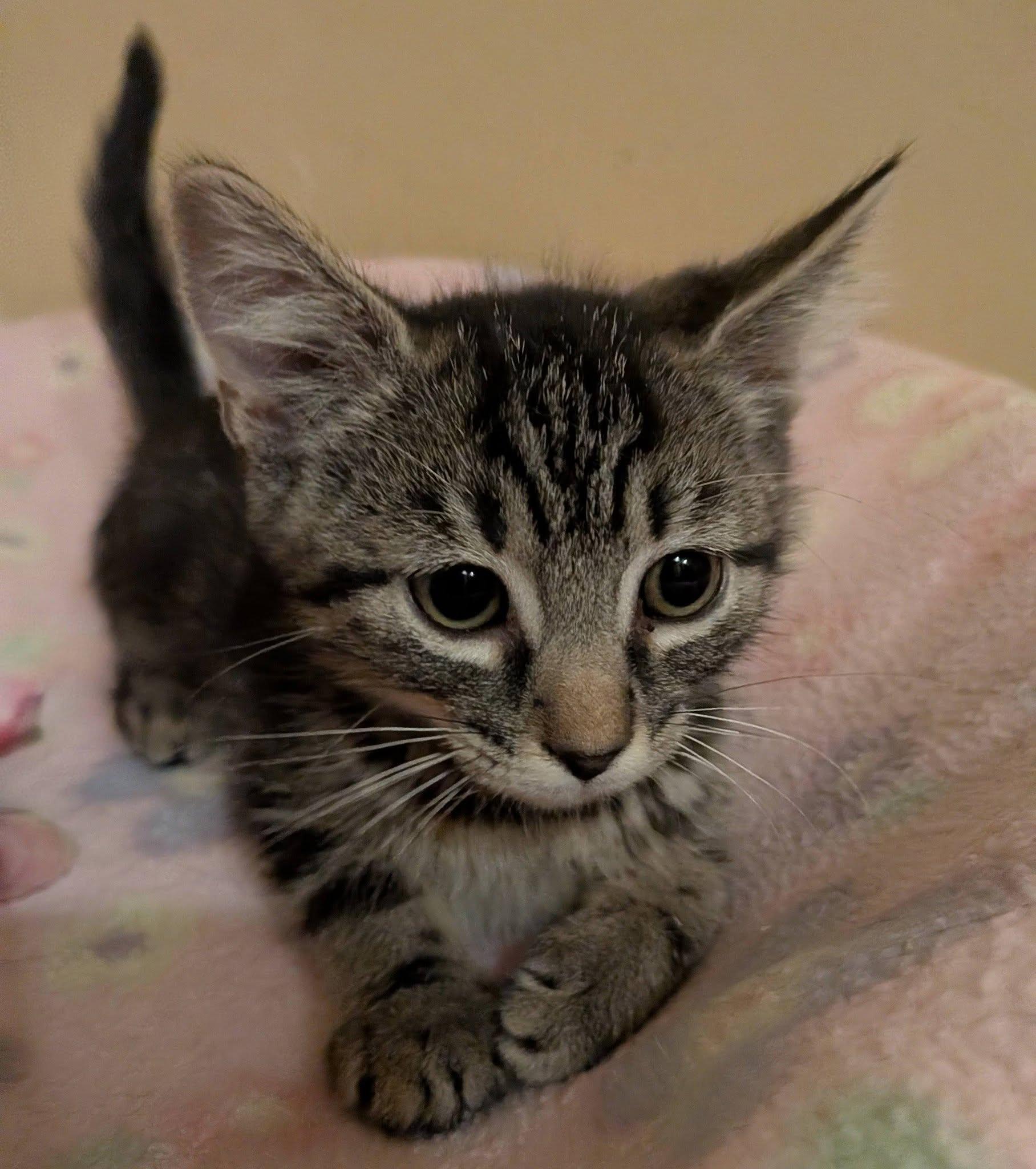 Macadamia, a ADOPTABLE Domestic Short Hair in Queen Creek, AZ image 3/4