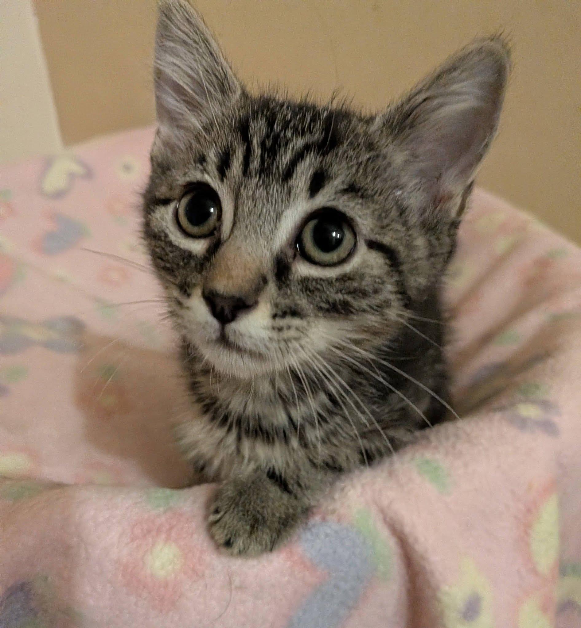 Macadamia, ADOPTABLE, Kitten Female Domestic Short Hair.