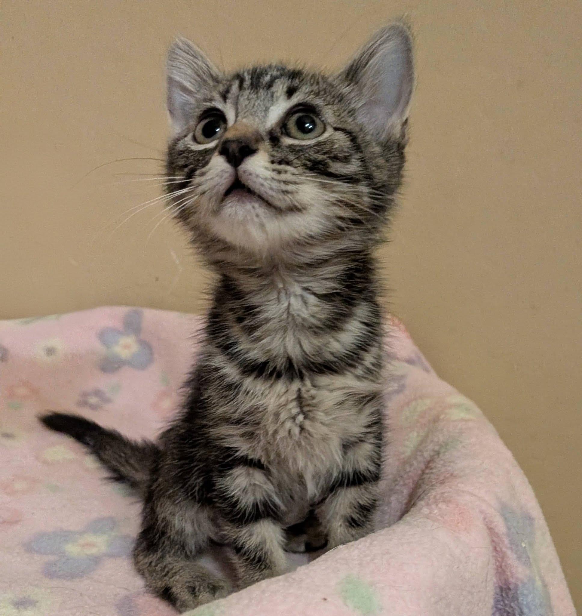 Macadamia, a ADOPTABLE Domestic Short Hair in Queen Creek, AZ image 2/4