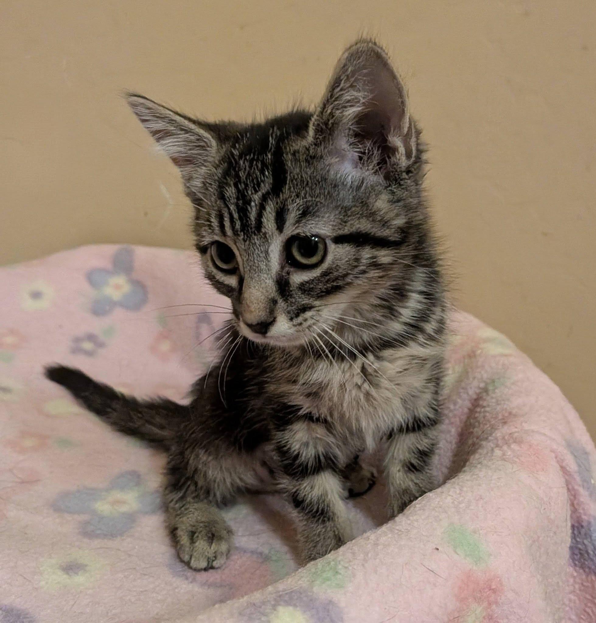 Macadamia, a ADOPTABLE Domestic Short Hair in Queen Creek, AZ image 4/4