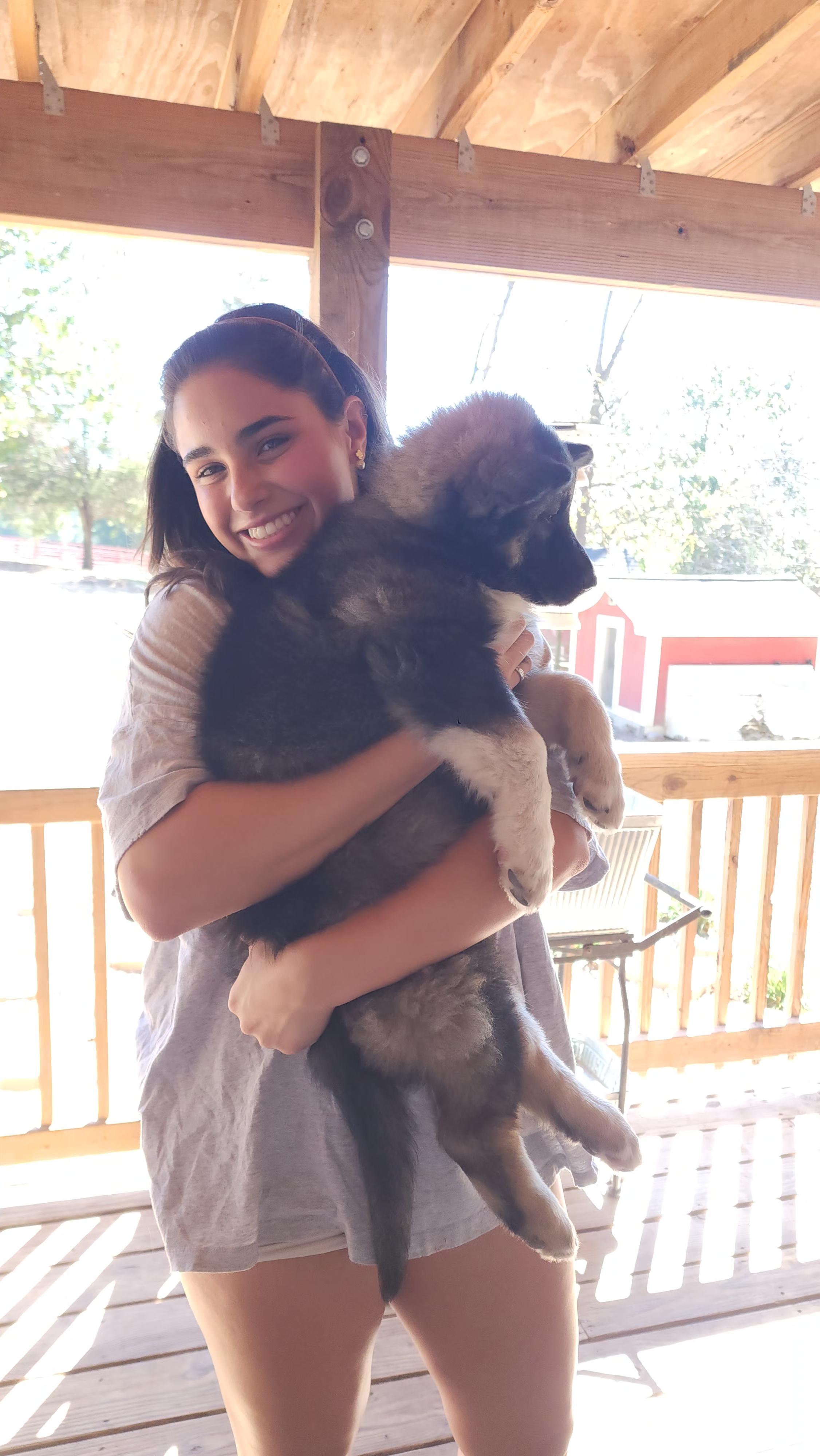 Grizzly, Adopted, Puppy Male German Shepherd Dog & Husky.