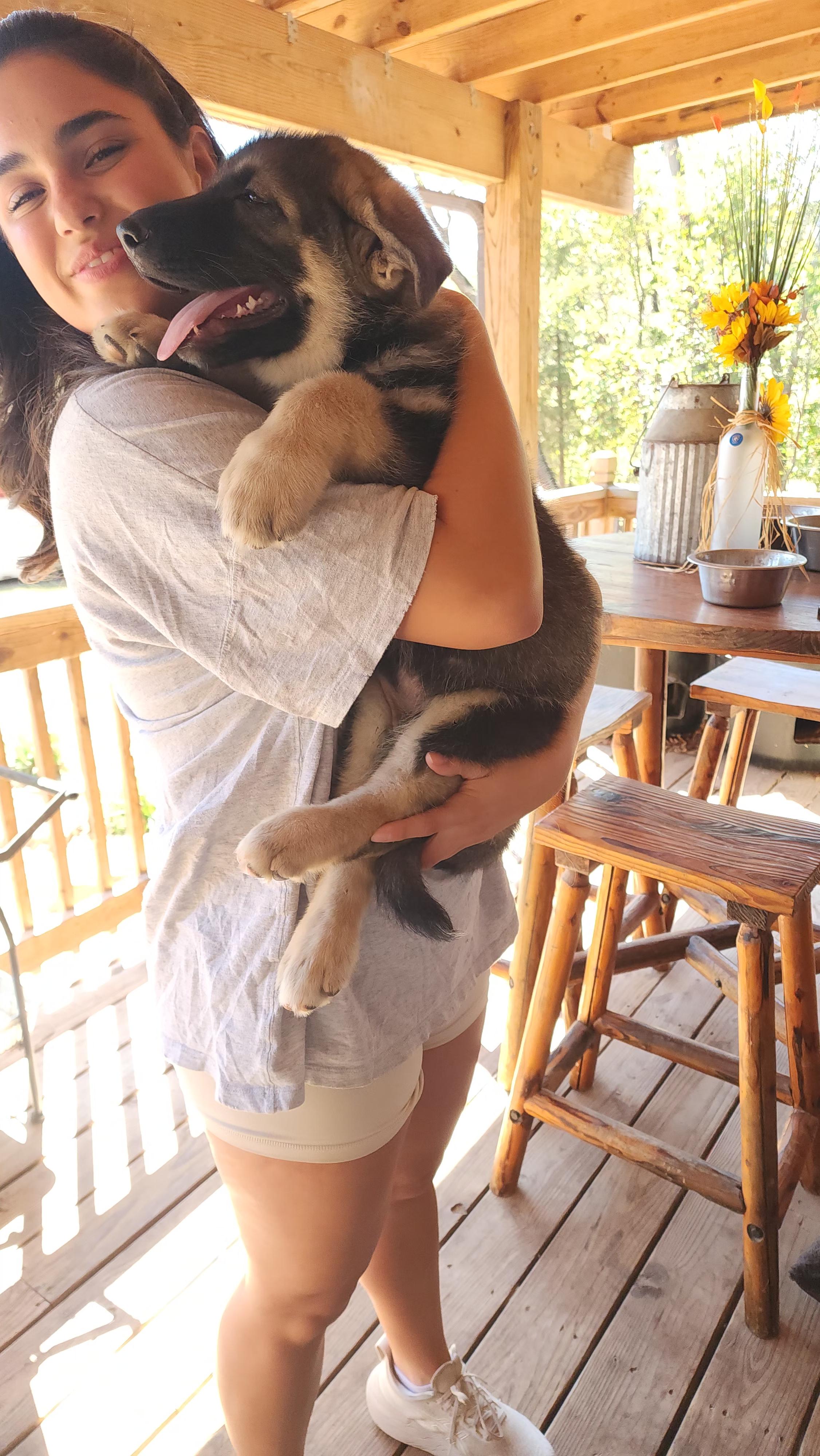 Enlarge Grizzly, a Adopted mixed breed in Dittmer, MO image 3/4