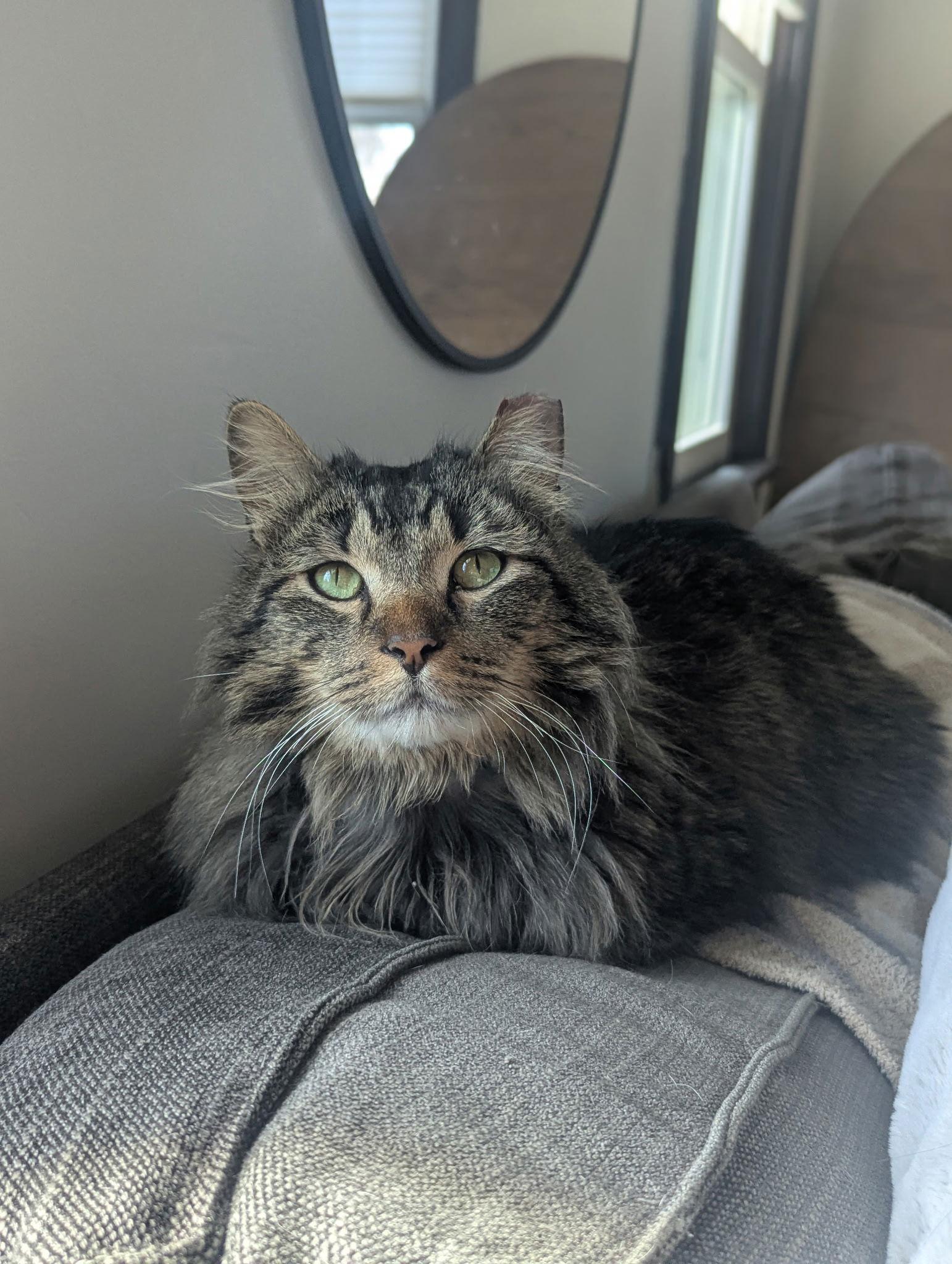 Dylan, Adopted, Adult Male Domestic Long Hair.