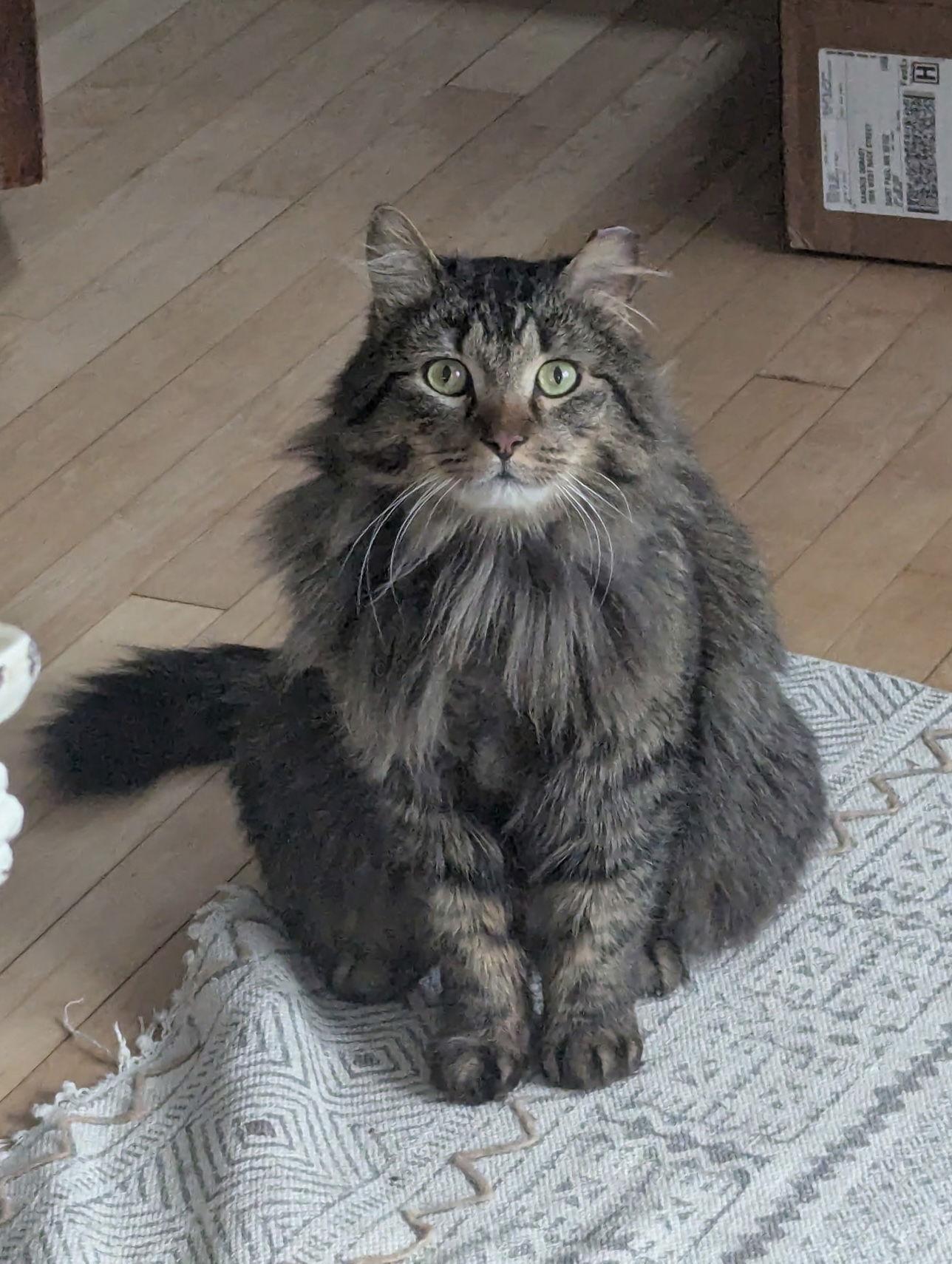 Enlarge Dylan, a Adopted Domestic Long Hair in Crystal, MN image 2/3