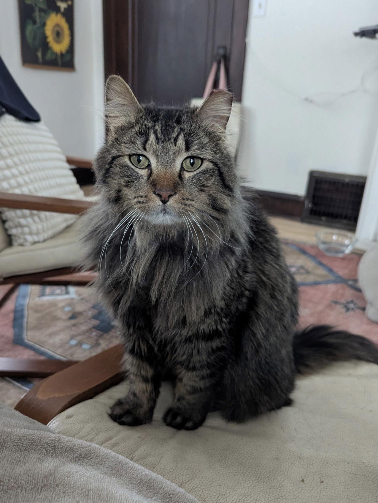 Enlarge Dylan, a Adopted Domestic Long Hair in Crystal, MN image 3/3