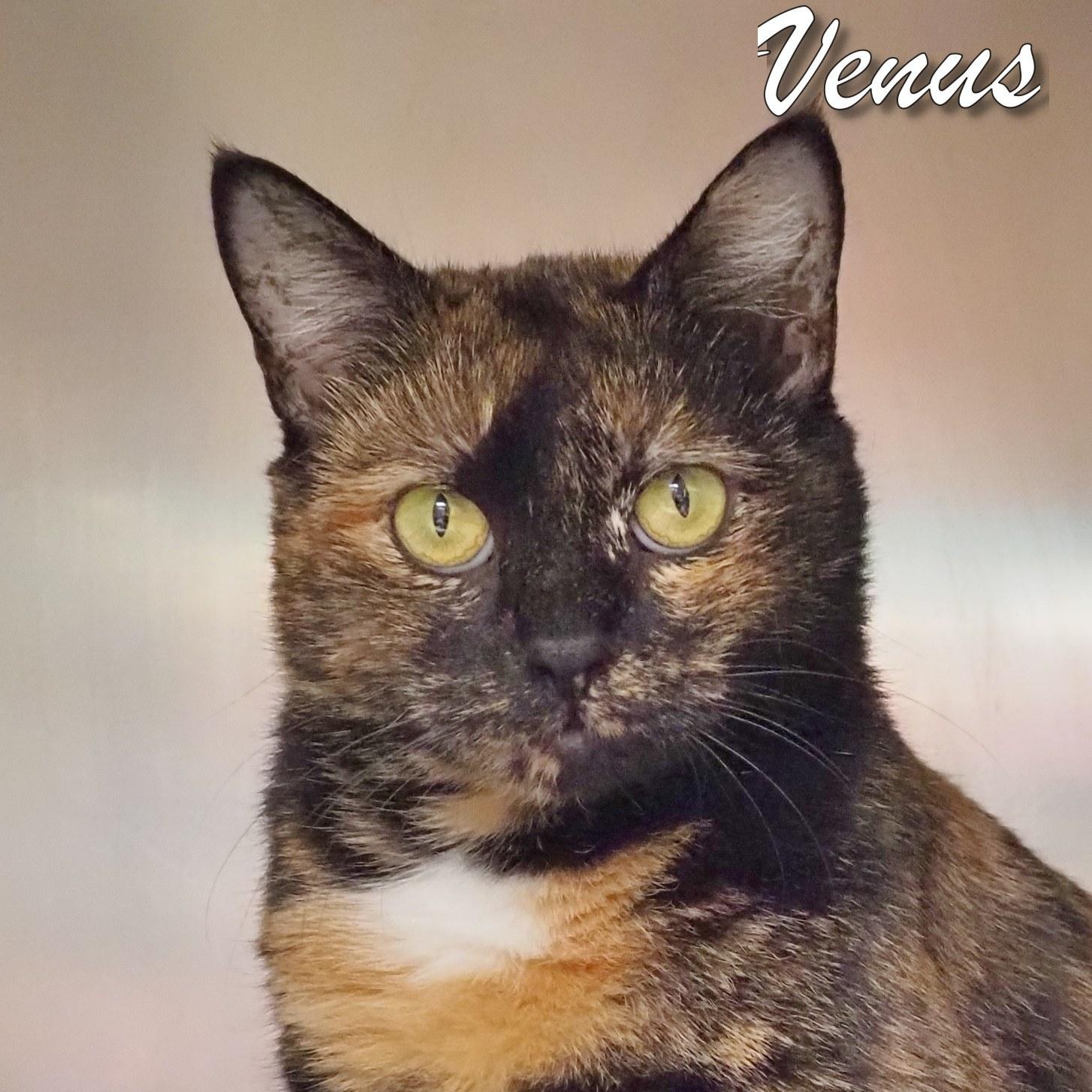 Venus