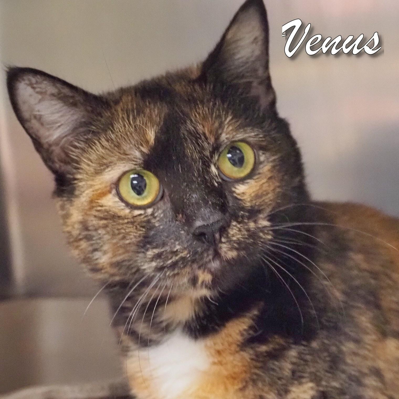 Venus