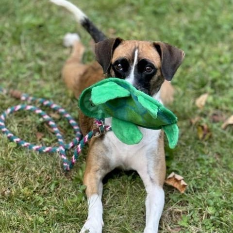 Enlarge Remy, a Adoptable mixed breed in Sparta, NJ image 4/6