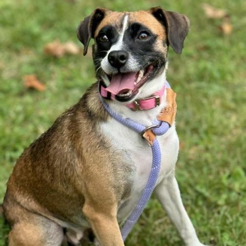 Enlarge Remy, a Adoptable mixed breed in Sparta, NJ image 3/6