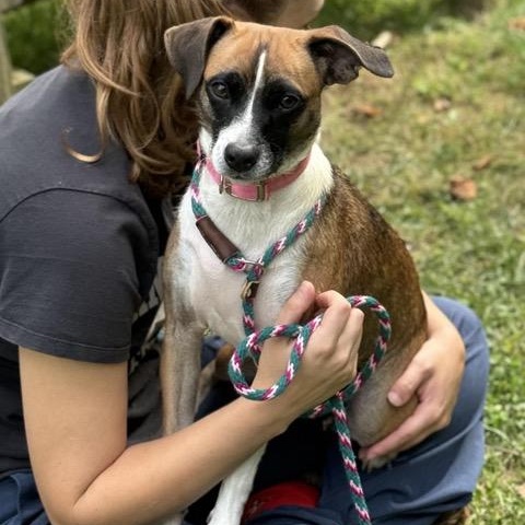 Enlarge Remy, a Adoptable mixed breed in Sparta, NJ image 2/6