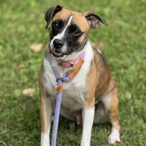 Enlarge Remy, a Adoptable mixed breed in Sparta, NJ image 5/6