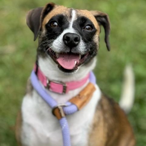 Remy, Adoptable, Young Female Beagle & Chihuahua.