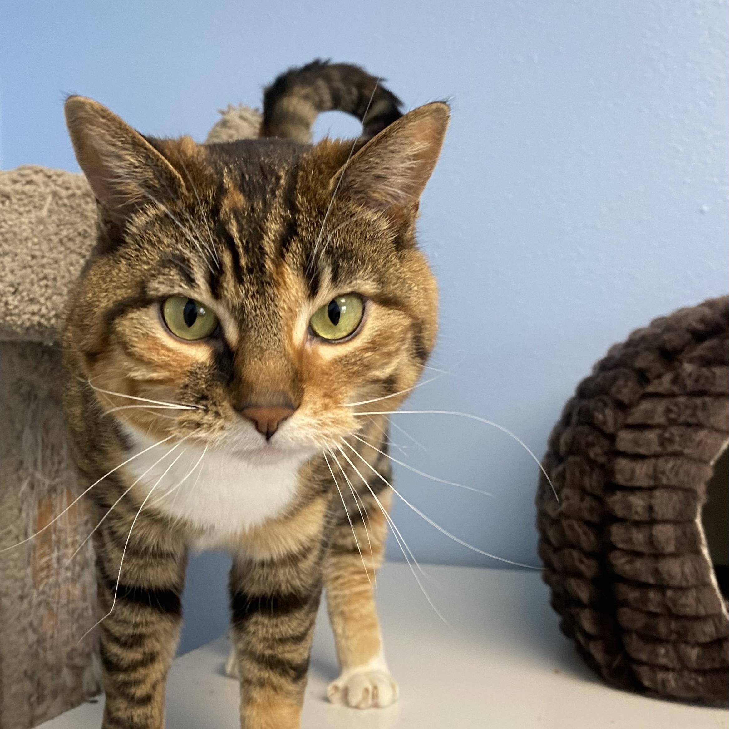 Selina, ADOPTABLE, Adult Female Domestic Short Hair.