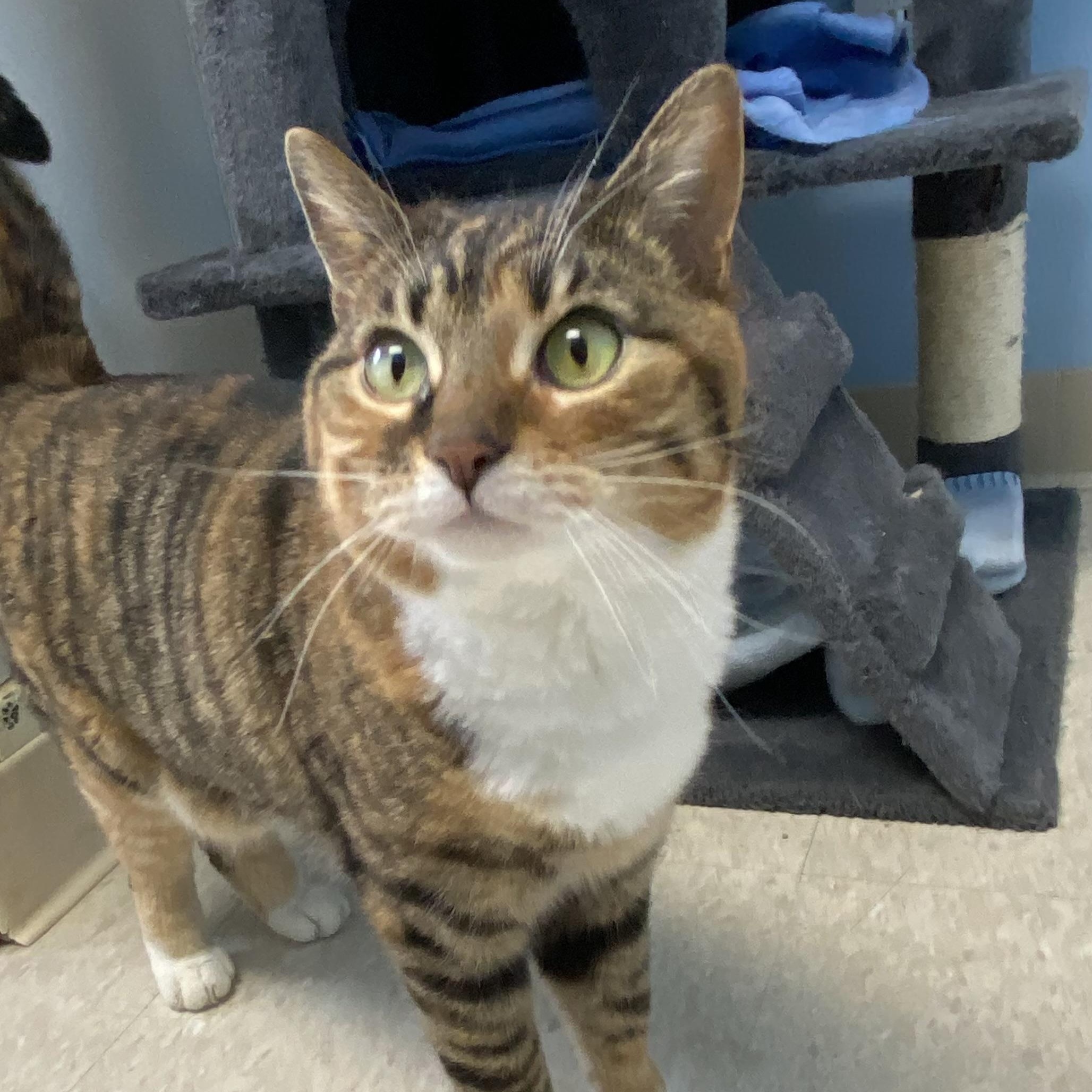 Selina, a ADOPTABLE Domestic Short Hair in Choteau, MT image 2/2
