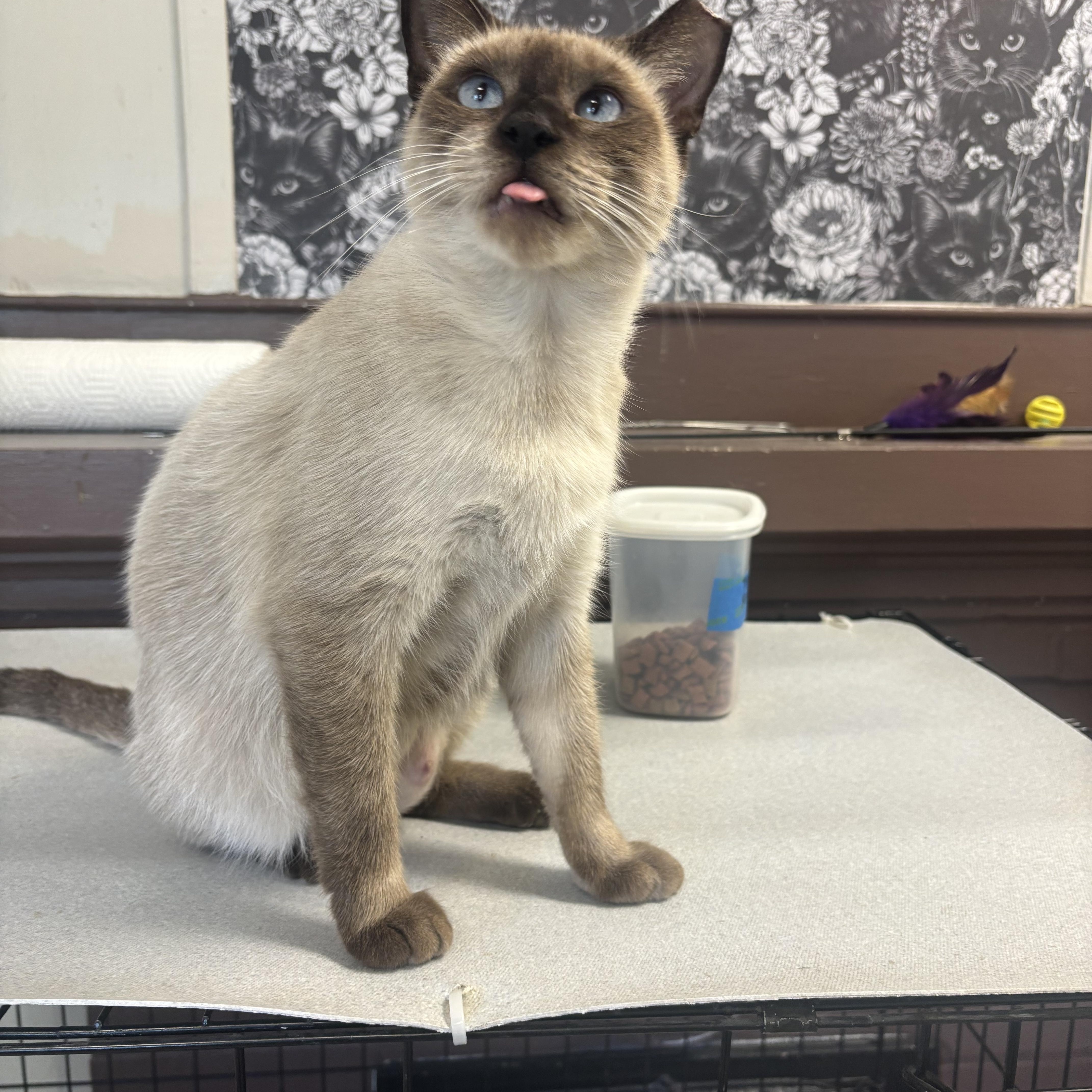 Orrie, adopted, Adult Female Domestic Short Hair.