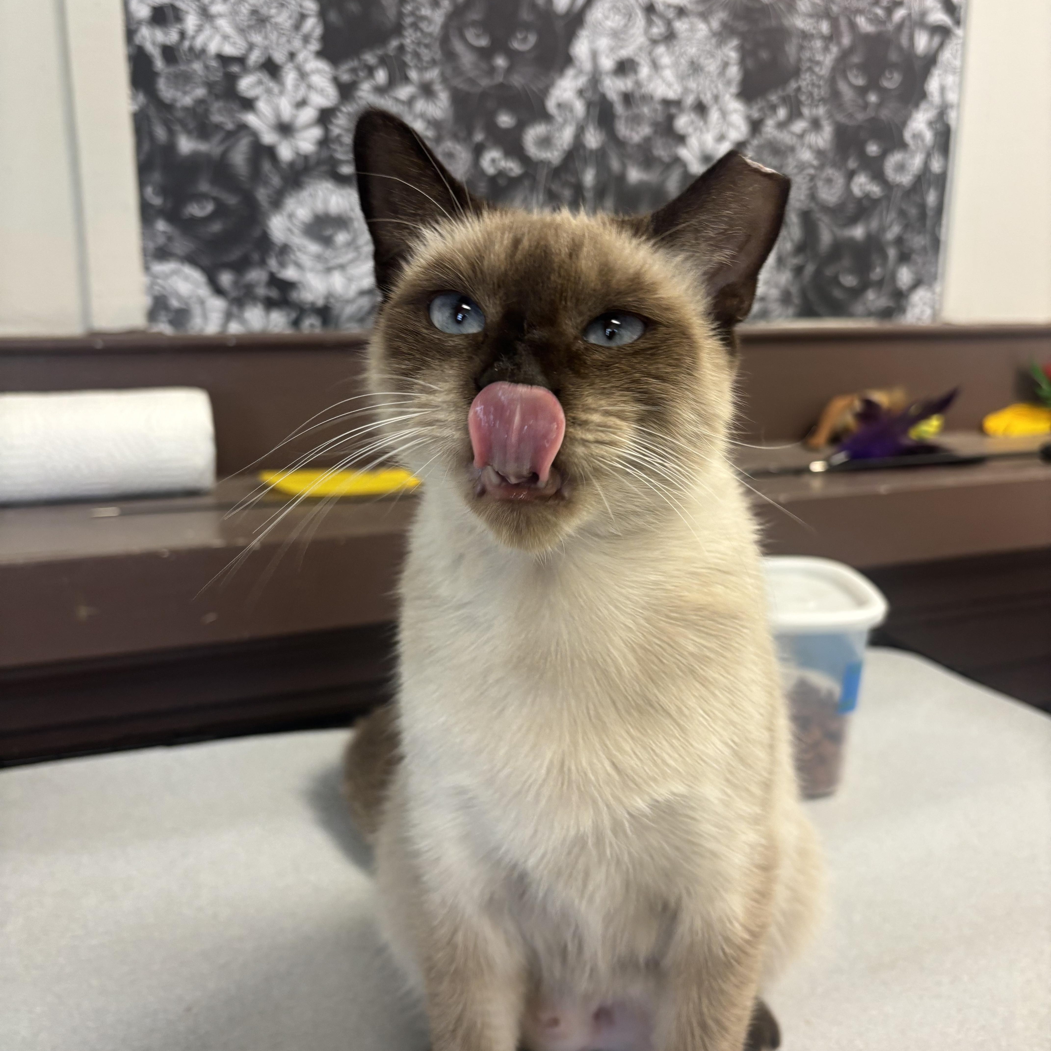 Enlarge Orrie, an adopted Domestic Short Hair in Statesboro, GA image 2/4
