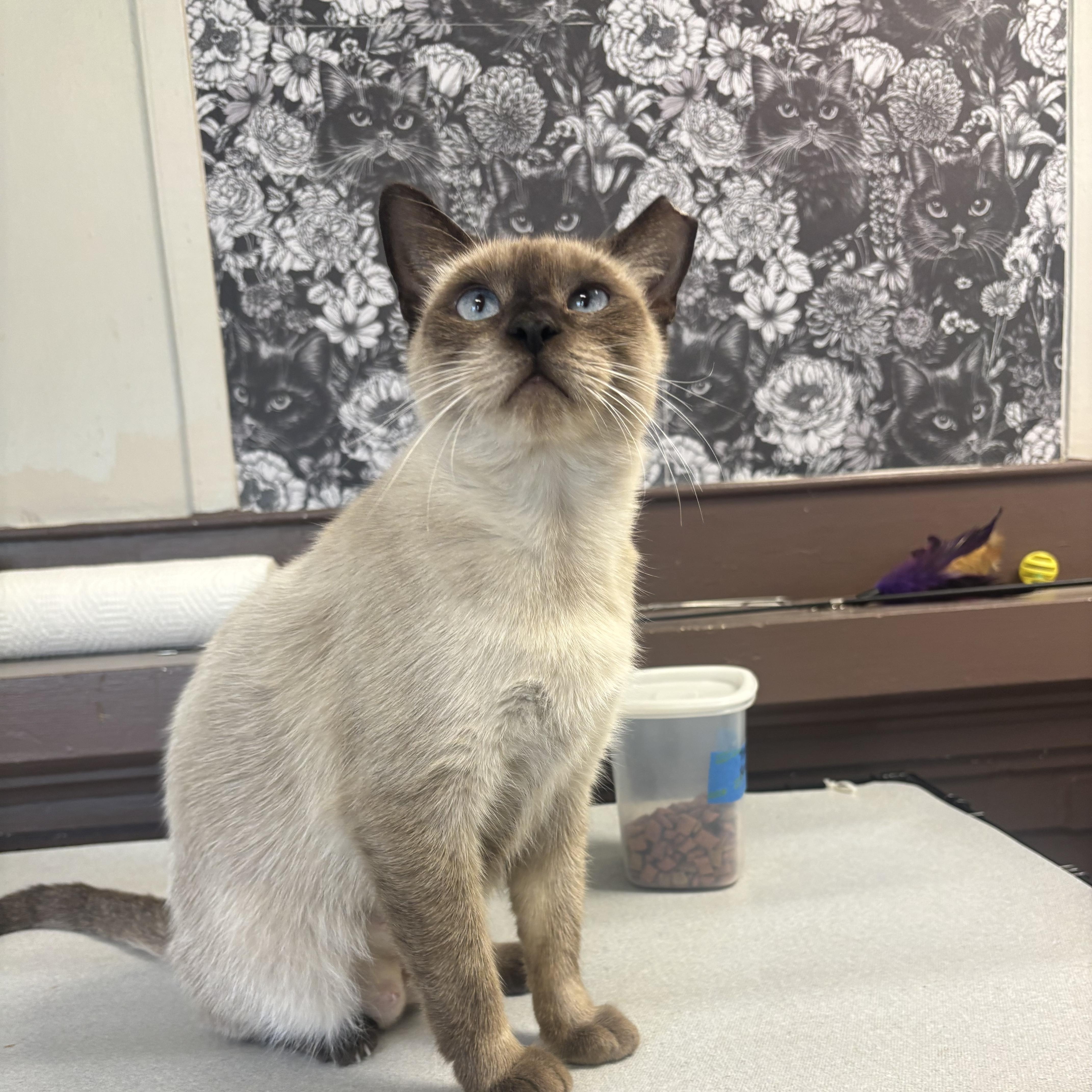 Enlarge Orrie, an adopted Domestic Short Hair in Statesboro, GA image 3/4