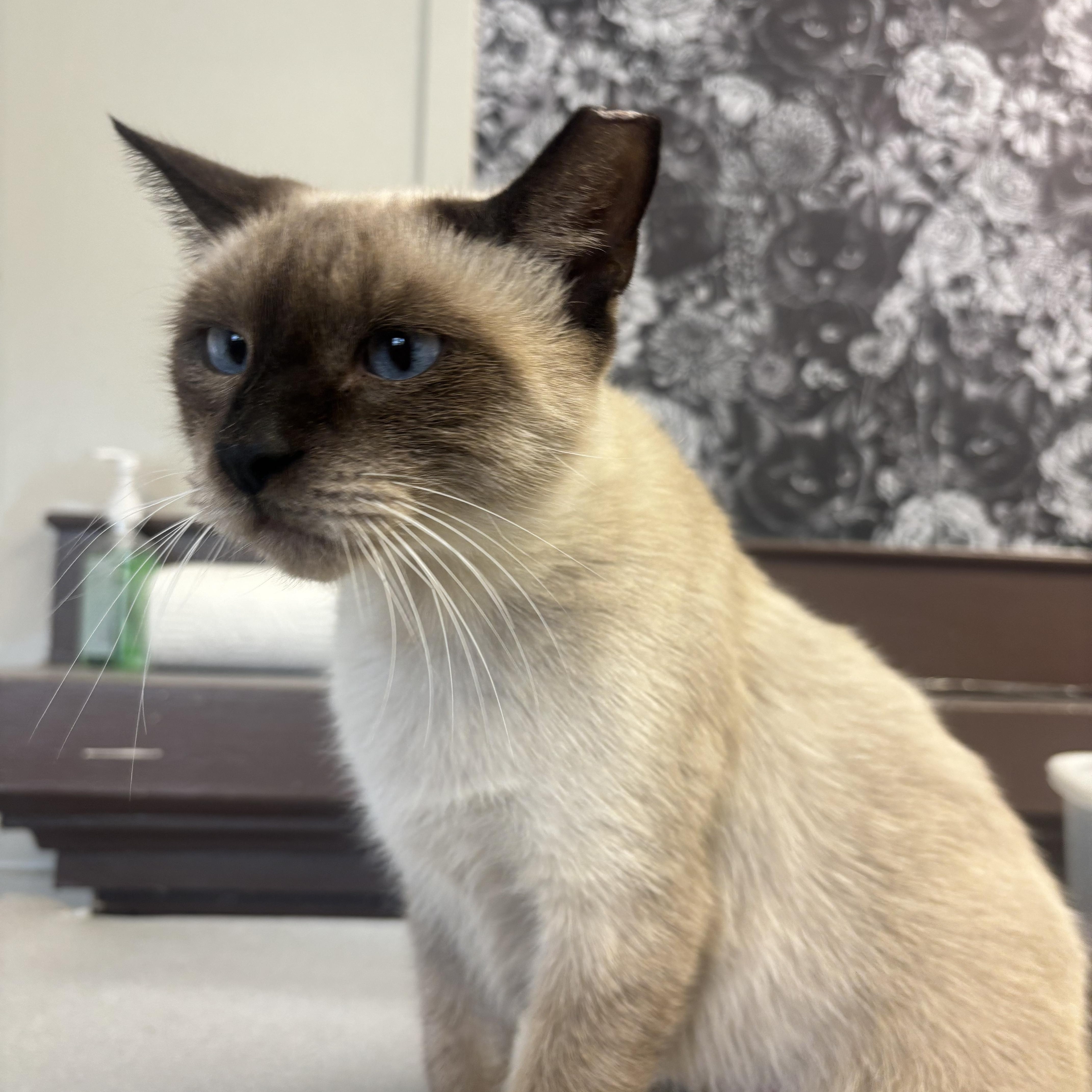 Enlarge Orrie, an adopted Domestic Short Hair in Statesboro, GA image 4/4