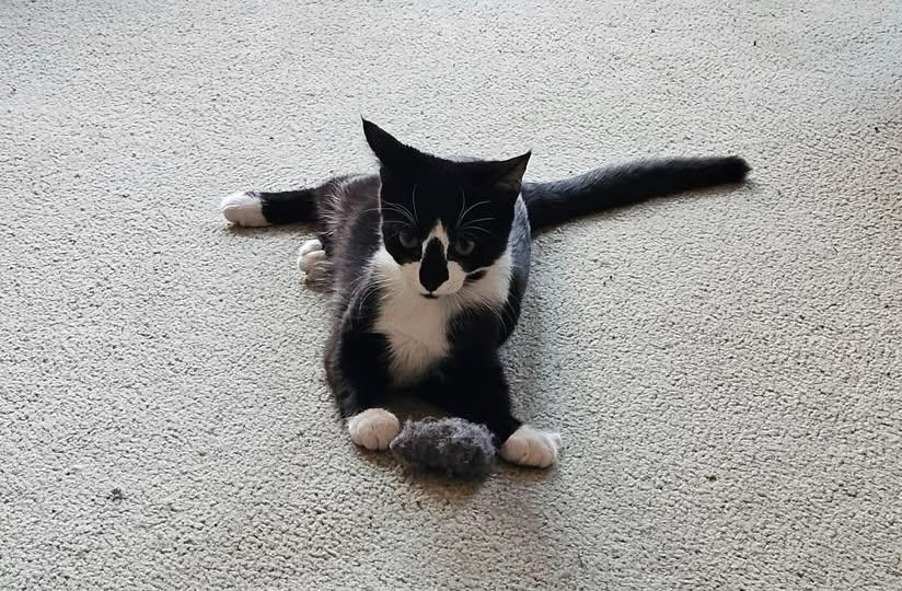 Enlarge Shamu, a ADOPTABLE Domestic Short Hair in Reading, PA image 1/1
