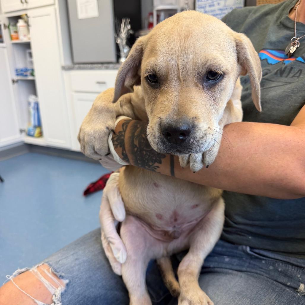 Aston, Adoptable, Puppy Male Labrador Retriever.