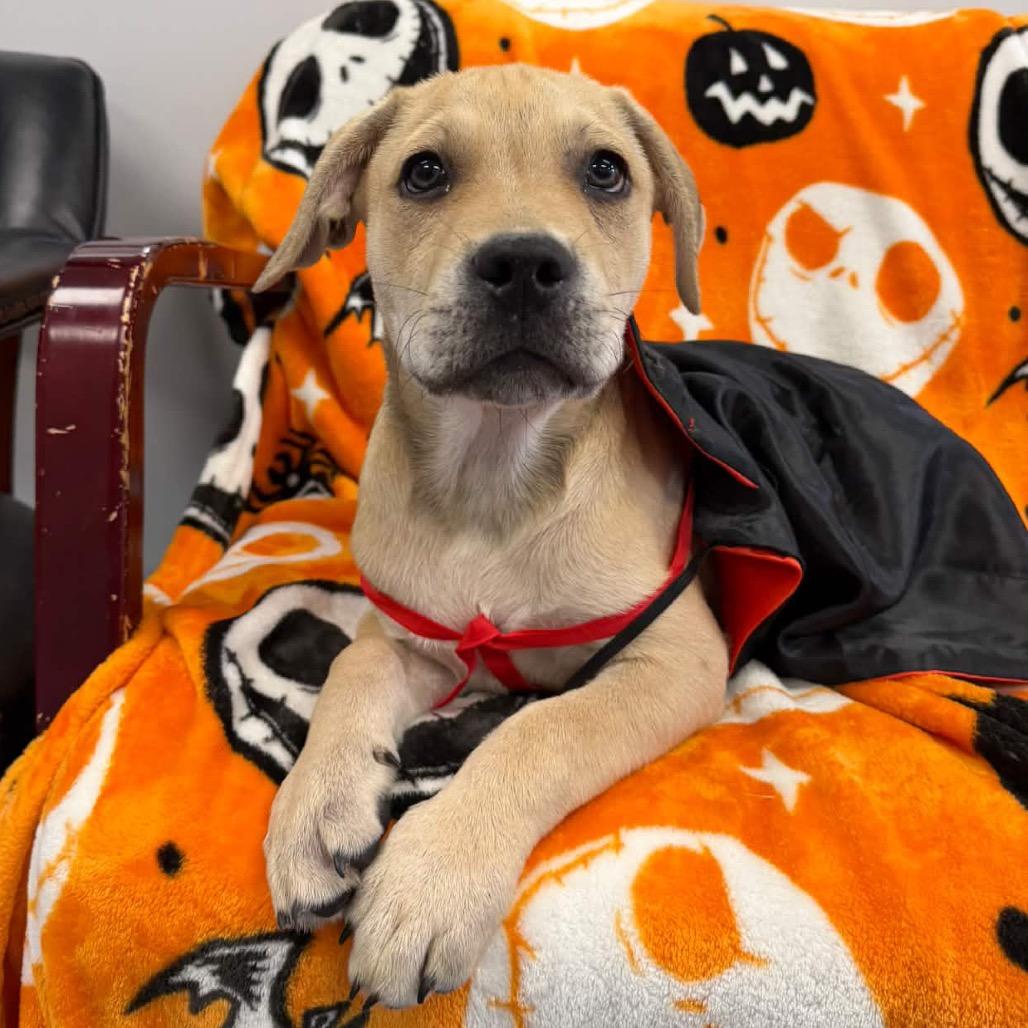 Enlarge Aston, a Adoptable Labrador Retriever in Watertown, NY image 2/2