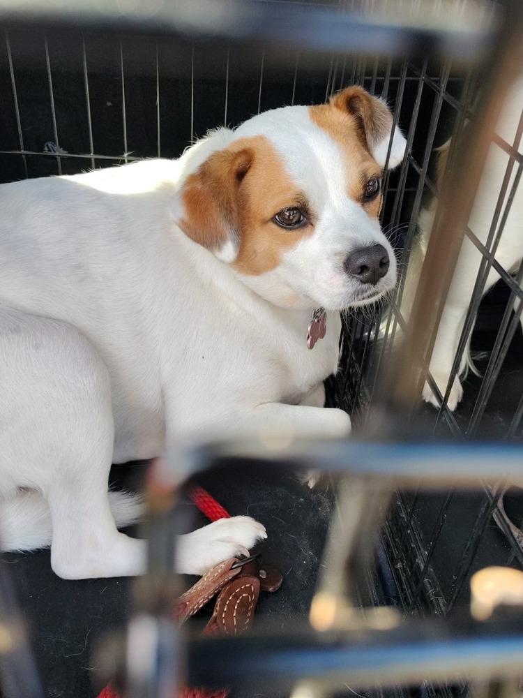 Bob, Adoptable, Adult Male Papillon.