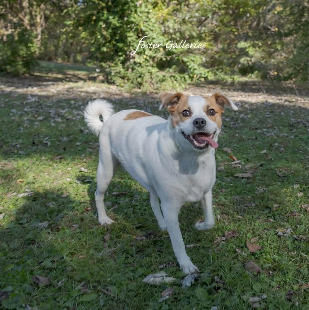 Enlarge Bob, a Adoptable mixed breed in Middletown, CT image 2/2