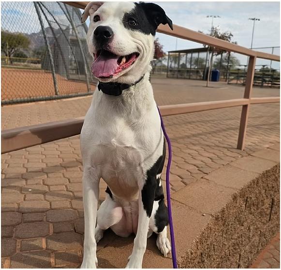 Enlarge Teeders, a ADOPTABLE American Bully in Mesa, AZ image 1/1