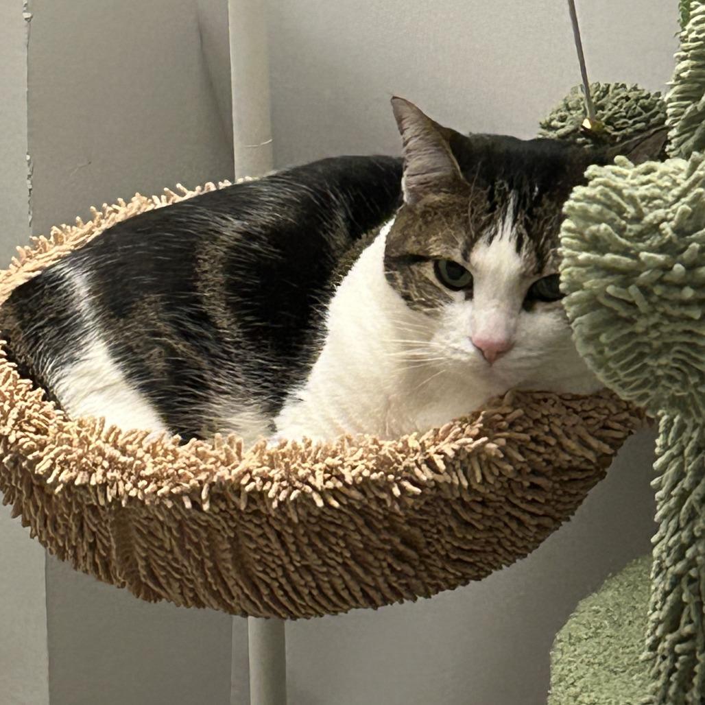 Maurice, a Adoptable Domestic Short Hair in Chicago, IL image 1/6