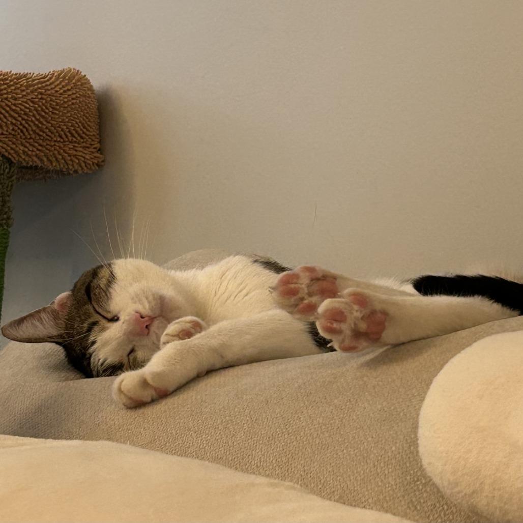 Maurice, a Adoptable Domestic Short Hair in Chicago, IL image 2/6