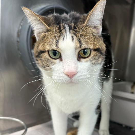 Maurice, a Adoptable Domestic Short Hair in Chicago, IL image 4/6