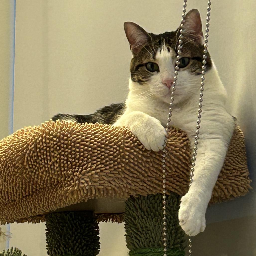 Maurice, a Adoptable Domestic Short Hair in Chicago, IL image 5/6