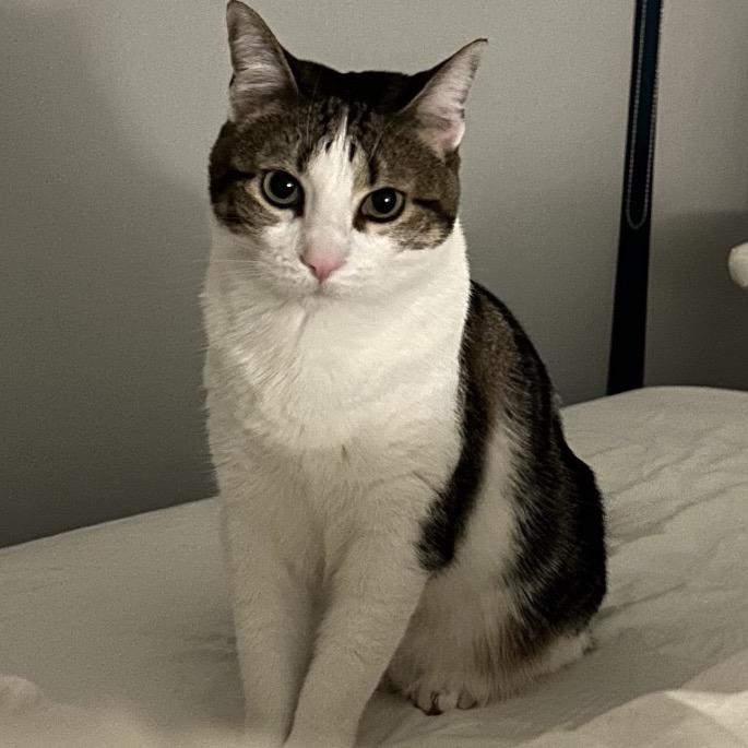 Maurice, a Adoptable Domestic Short Hair in Chicago, IL image 6/6