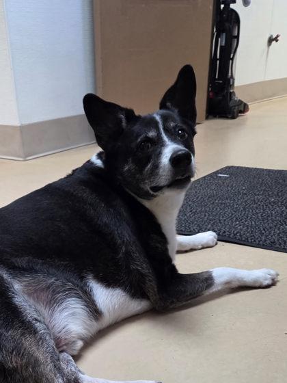 Preston, Adoptable, Adult Male Border Collie & Mixed Breed.