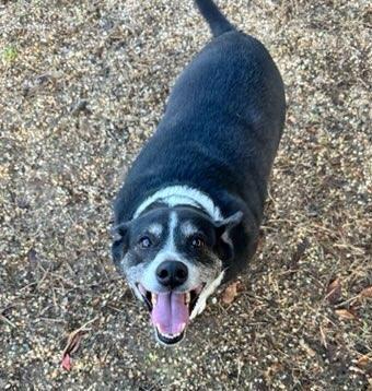 Enlarge Preston, a Adoptable mixed breed in Violet, LA image 2/2