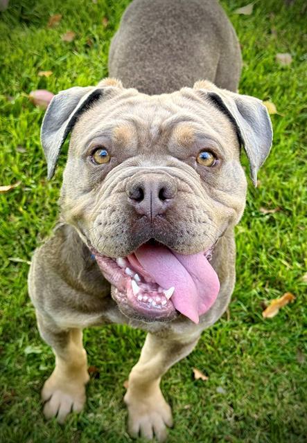 TAMMY, Adoptable, Young Female American Bulldog & Mixed Breed.
