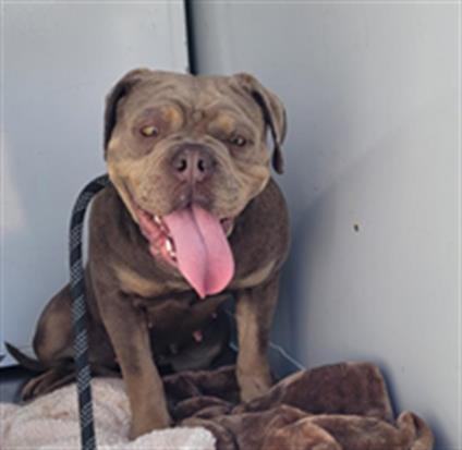 Enlarge TAMMY, a Adoptable mixed breed in Lodi, CA image 1/1