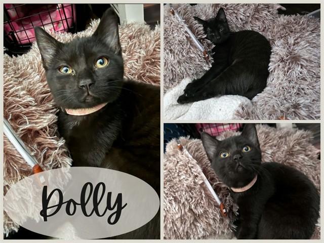 Enlarge DOLLY, a Adoptable Domestic Short Hair in Ames, IA image 1/1