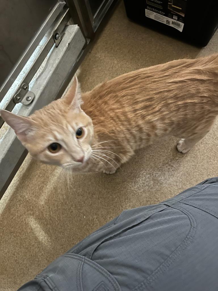 Cameron, ADOPTABLE, Adult Male Domestic Short Hair.