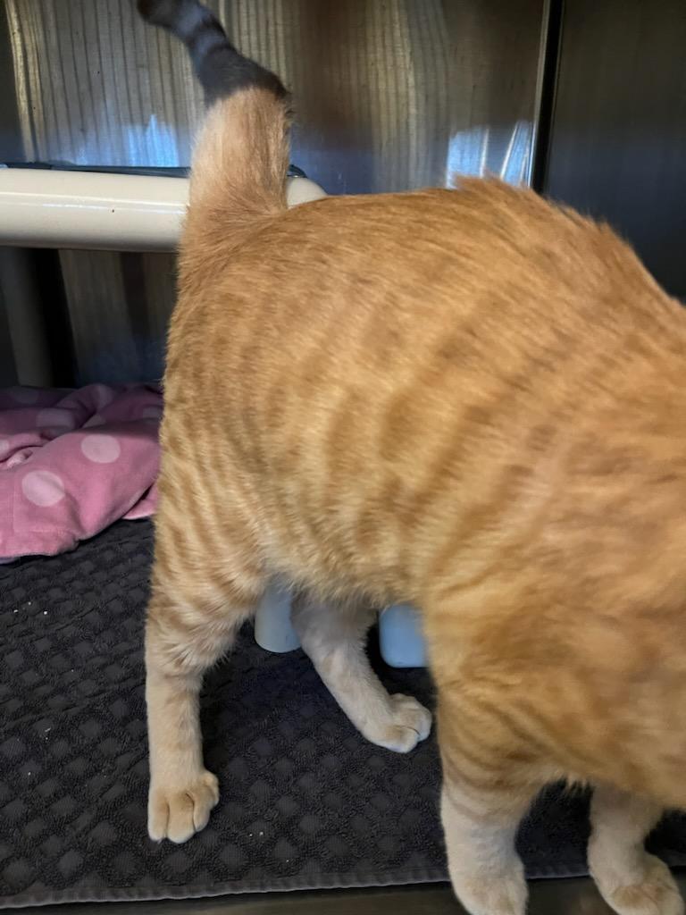 Enlarge Cameron, a ADOPTABLE Domestic Short Hair in Murphy, TX image 2/3