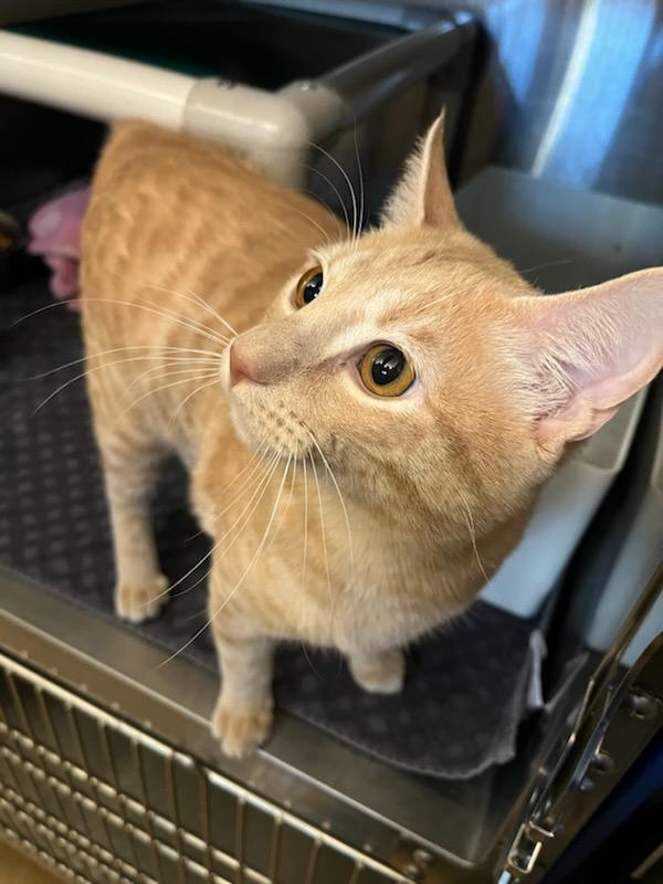 Enlarge Cameron, a ADOPTABLE Domestic Short Hair in Murphy, TX image 3/3