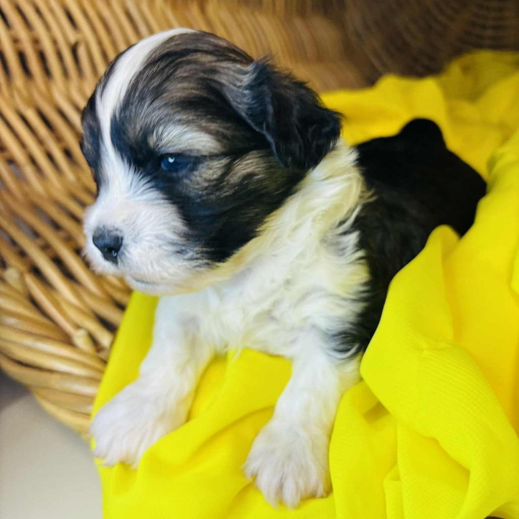 Juke Box, Adoptable, Puppy Male Shih Tzu & Mixed Breed.